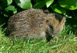 Hedgehog